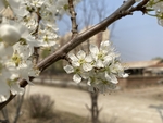 李子花