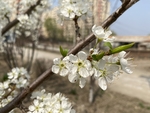 李子花