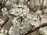 李子花