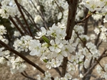 李子花