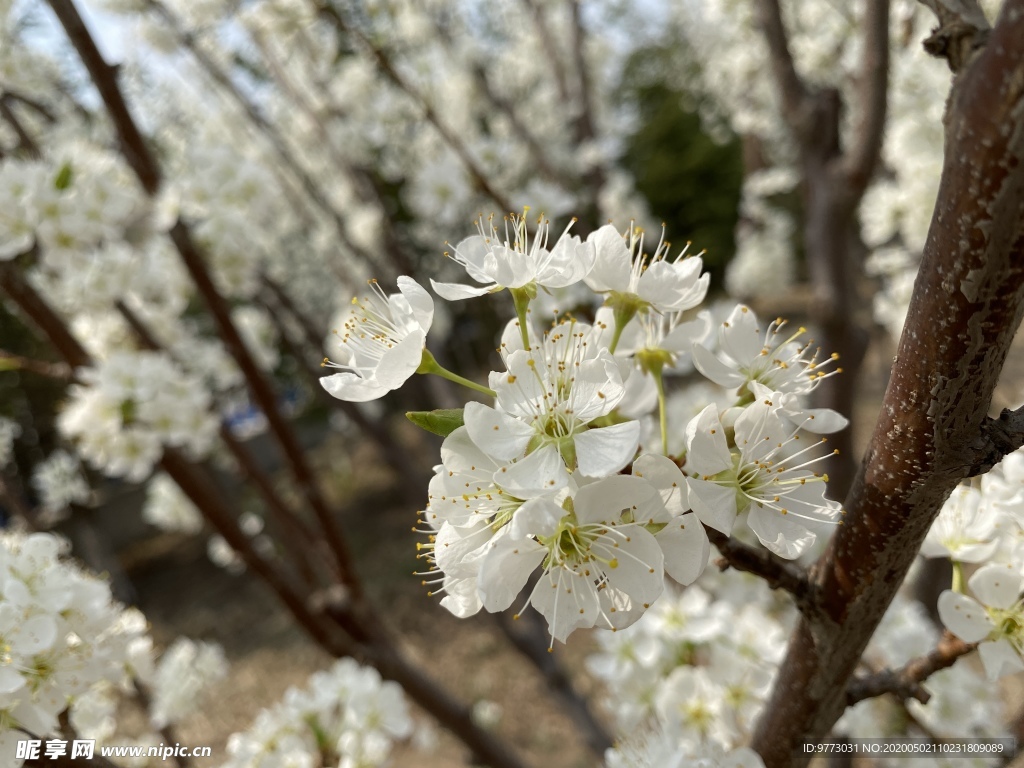 李子花