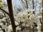 李子花