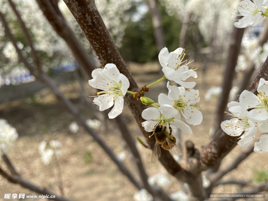 李子花