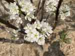 李子花