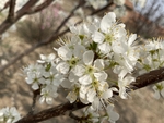 李子花