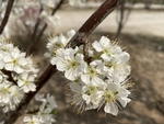 李子花