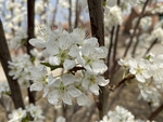 李子花