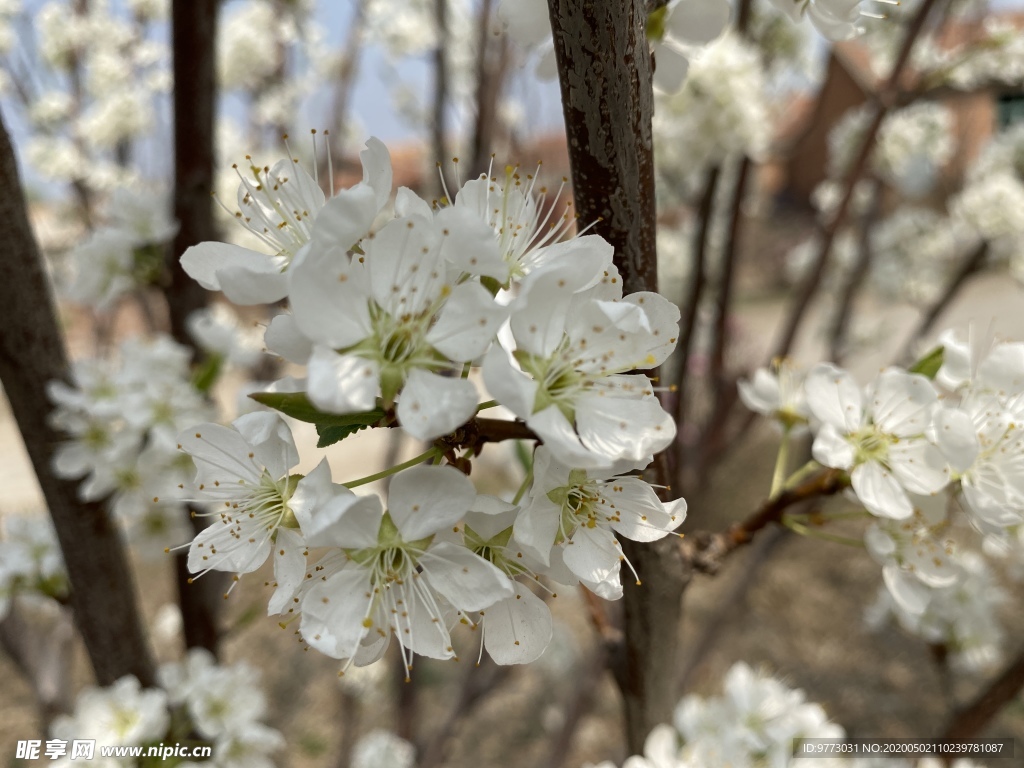 李子花