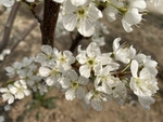 李子花
