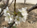 李子树