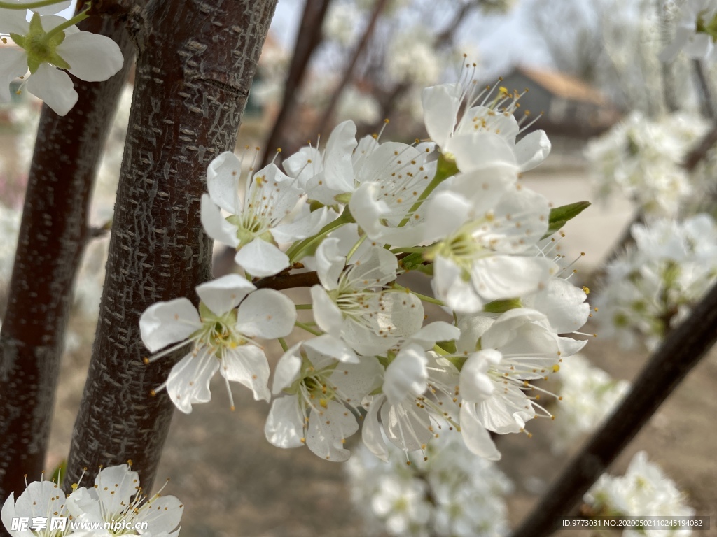 李子花