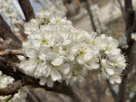 李子花