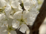 李子花