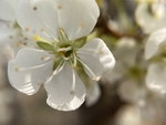 李子花