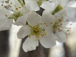 李子花
