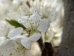 李子花