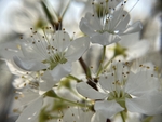 李子花
