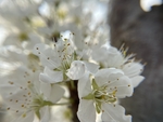 李子花