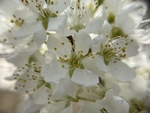 李子花