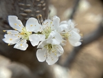 李子花