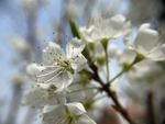 李子花