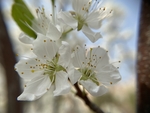 李子花