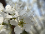 李子花