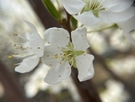 李子花