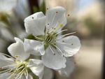 李子花
