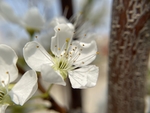 李子花