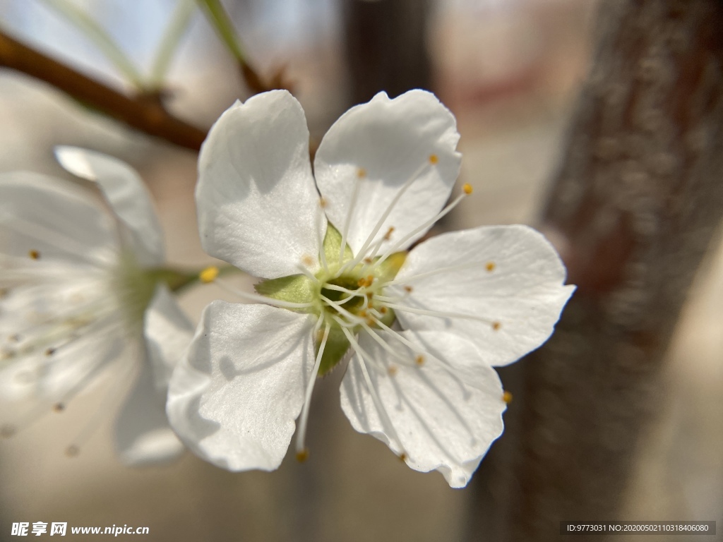 李子花