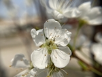 李子花