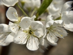 李子花