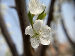 李子花