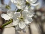 李子花