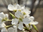 李子花
