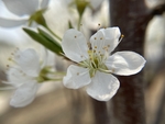 李子花