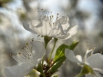 李子花