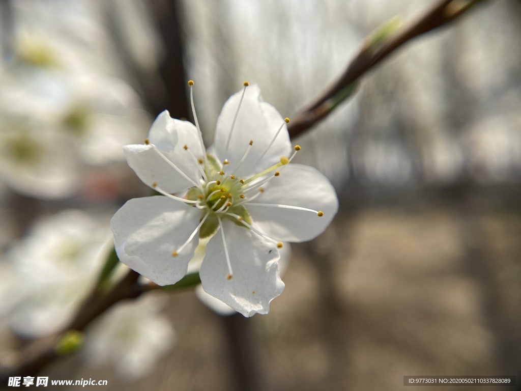 李子花