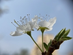 李子花
