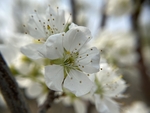 李子花