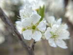 李子花