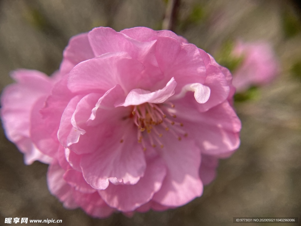 樱花