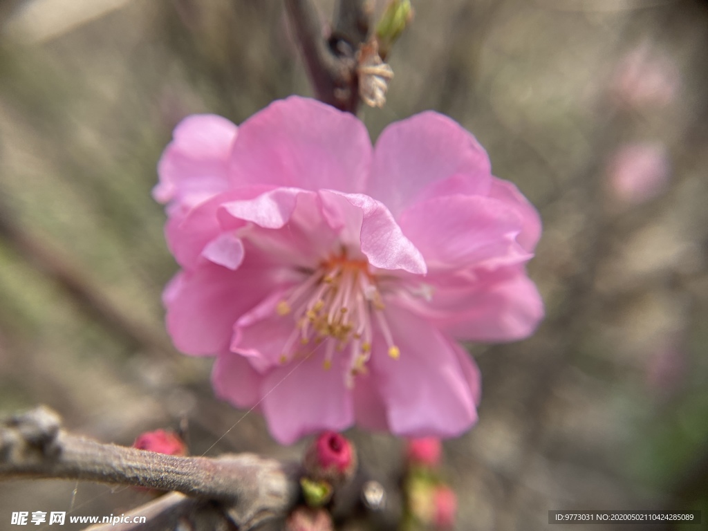 樱花