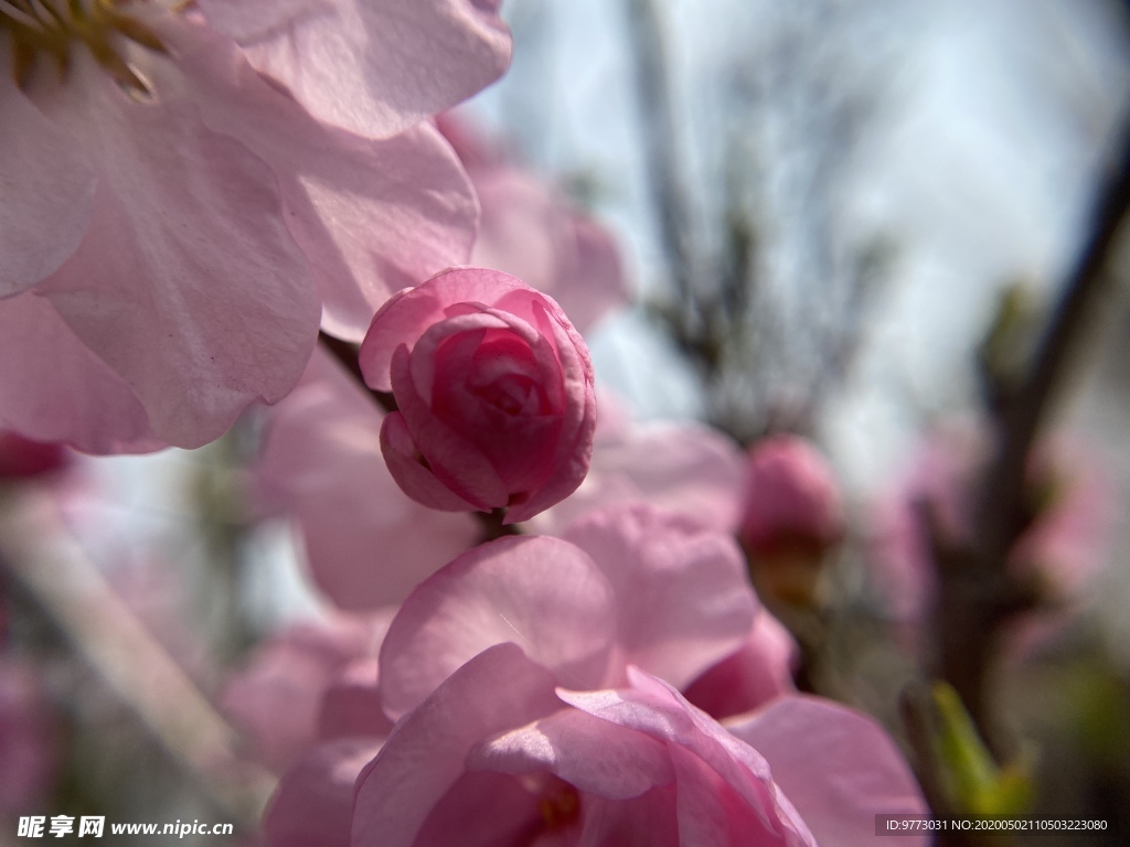 樱花