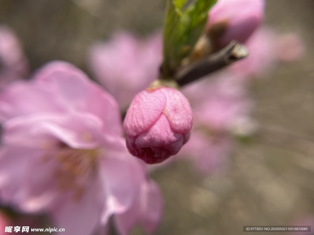 樱花