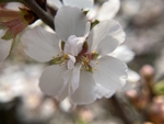 樱桃花