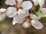 樱桃花
