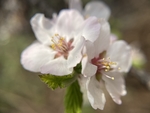 樱桃花