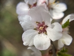 樱桃花